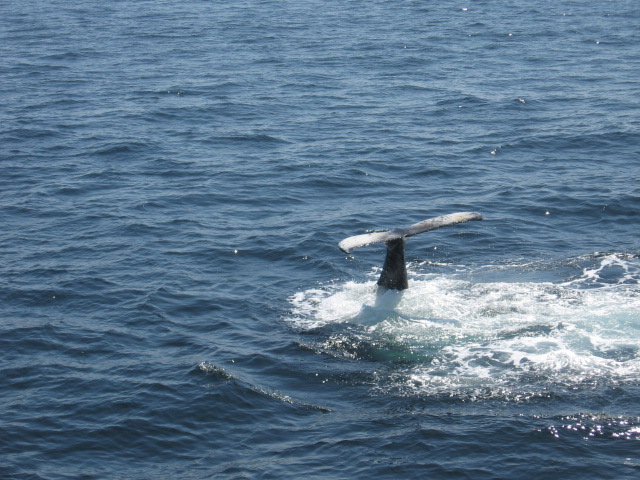 Click here For Whale Watching in Massachusetts